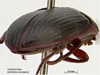 Alphitobius laevigatus PaDIL140482c.jpg