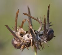 Calendula arvensis fruit (08).jpg