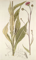 Cirsium canum.jpg