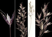 Morphological summary of Agrostis canina L. subsp. canina (photo Andrea Moro, Hortus Botanicus Catinensis)