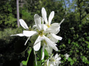 Amelanchier ovalis Medik.