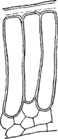 Melampsora allii-fragilis Kleb. Abb0137-6 (Gäumann 1959, Rostpilze Mitteleuropas).png