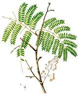 Acacia concinna Blanco2.374-cropped.jpg