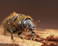 Dendroctonus rufipennis Flickr.jpg