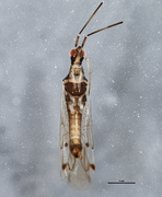 Dicyphus errans BOLD Systems.png