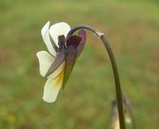 Viola arvensis subsp. arvensis