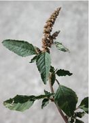 Amaranthus deflexus L.