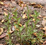 Veronica catenata Pennell