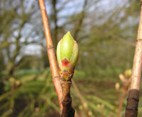 Acer mono Maxim. – Photo: Andrea Moro 2009, Dryades TSB62900.jpg