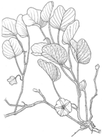 Linedrawing Ipomoea pes-caprae.gif