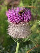 Flower of Cirsium eriophorum (L.) Scop. subsp. eriophorum (photo Andrea Moro 2005)