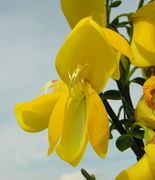 Flower front view of Cytisus scoparius (L.) Link (photo Andrea Moro 2006)