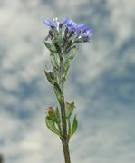 Inflorescence of Veronica alpina L.