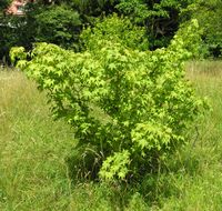 Acer erianthum Schwer. – Photo: Andrea Moro 2007, Dryades TSB45596.jpg