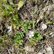 Erodium cicutarium (L.) LHér. ex Ait.