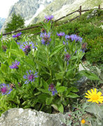 Habitat and habit of Cyanus montanus (L.) Hill (photo Andrea Moro 2009)