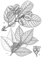 Linedrawing Combretum glutinosum.gif