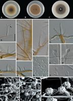 Phaeoacremonium krajdenii StudMycol 2006.jpg