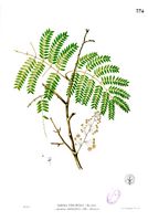 Acacia concinna Blanco2.374.jpg