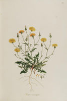 Crepis foetida ssp rhoeadifolia.jpg