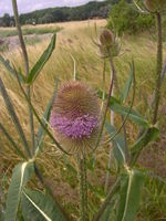 Dipsacus fullonum JuliaKruse.jpg