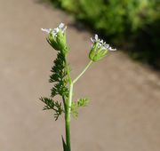 Inflorescence of Scandix pecten-veneris L. (photo Andrea Moro 2014)