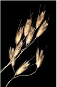 Spikelets of Deschampsia flexuosa (L.) Trin. (×3; photo Andrea Moro 2004)