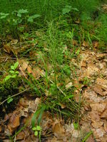 Equisetum pratense JuliaKruse 1.jpg