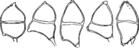 Gymnoconia interstitialis (Schlecht.) Lagerh. Abb0181a (Gäumann 1959, Rostpilze Mitteleuropas).png