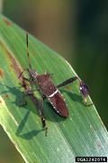 Leptoglossus phyllopus IPM1242074.jpg