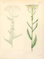 Achillea distans - 001.jpg