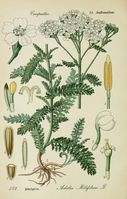 Achillea millefolium001.jpg