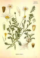 Anthemis arvensis.jpg