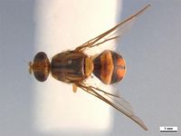 Bactrocera cacuminata PaDIL136216a.jpg