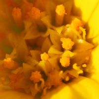 Calendula arvensis flower (15).jpg