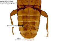 Cryptolestes ferrugineus PaDIL135832e.jpg