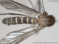 Culex australicus BOLD System1.jpg