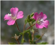 Epilobium hirsutum L.