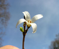 Abeliophyllum distichum Nakai – Photo: Andrea Moro 2009, Dryades TSB62160.jpg