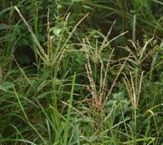 Eleusine indica, closeup.jpg