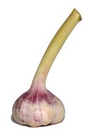 Knoblauch frisch.jpg