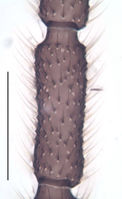 Leptosciarella fuscipalpa KH6668 F.jpg