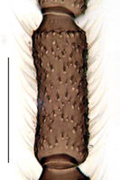 Leptosciarella subviatica Antenna KH1015.jpg