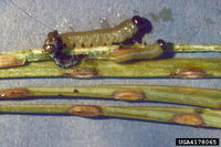 Neodiprion taedae IPM4178065.jpg