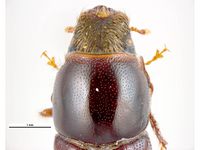 Scolytus scolytus PaDIL135714a.jpg