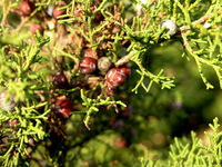 010-03-08-10 Juniperus phoenicea ssp.phoenicea Duerbye 2.jpg