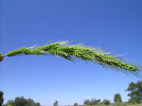 Echinochloa inundata.jpg