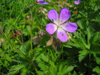 Geranium sylvaticum JuliaKruse 1.jpg