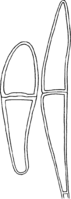 Gymnosporangium clavariaeforme (Jacq.) DC. Abb0999a (Gäumann 1959, Rostpilze Mitteleuropas).png