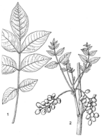 Linedrawing Lannea microcarpa.gif